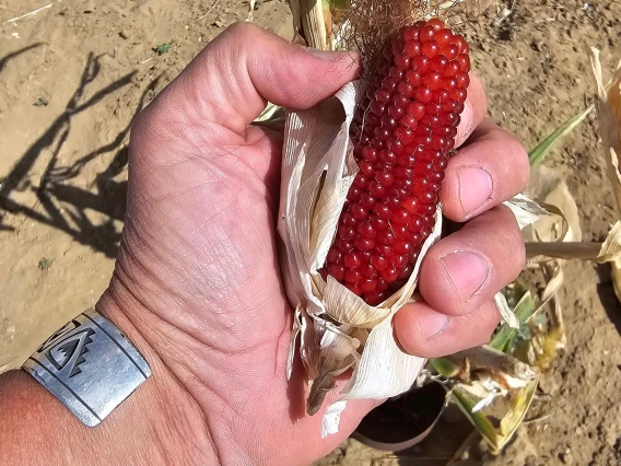 Mike - corn