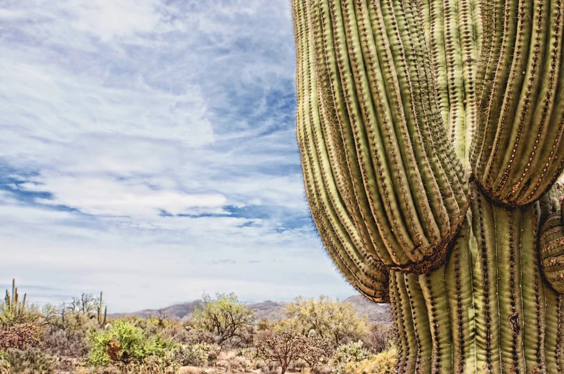 desert